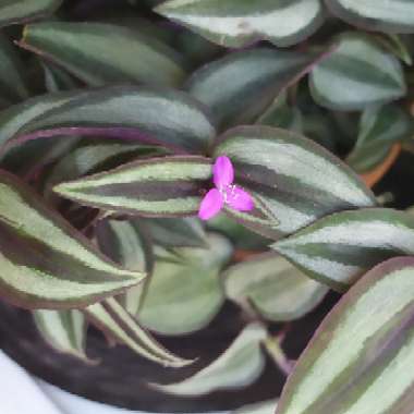 Tradescantia zebrina  syn. Tradescantia tricolor, Tradescantia zebrina pendula, Tradescantia pendula