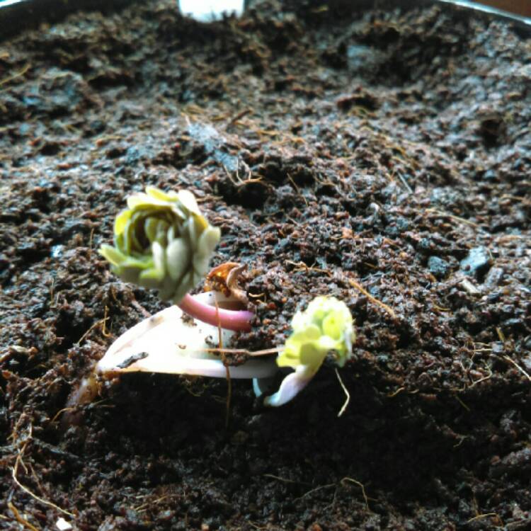 Plant image Aquilegia 'Mrs Scott Elliot'