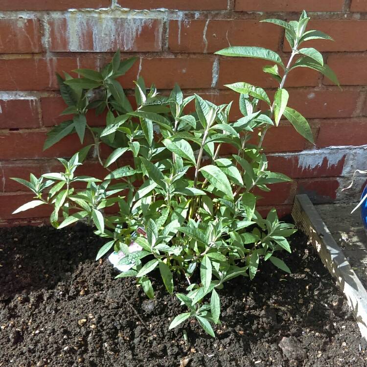 Plant image Buddleja davidii 'Royal Red'