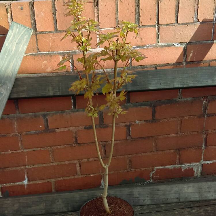 Plant image Acer Orientalia 'Minorient'