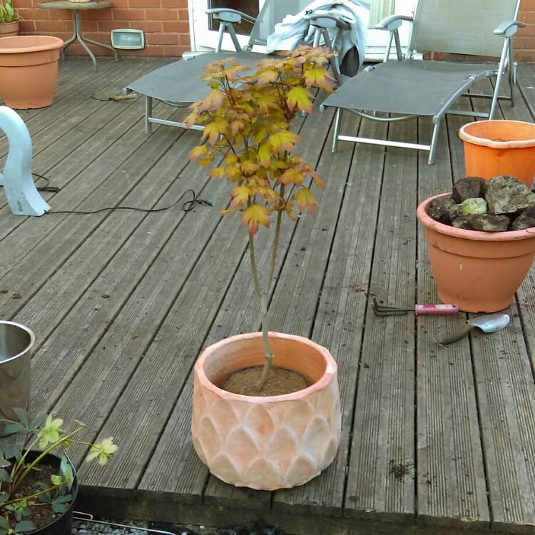 plant image 703075