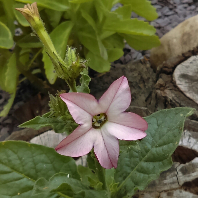 plant image 747992