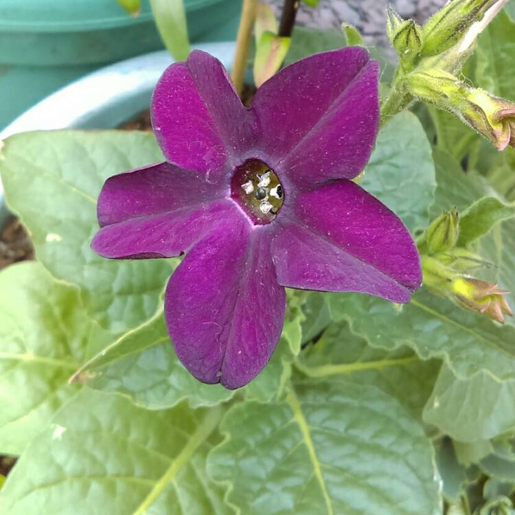 plant image 747994