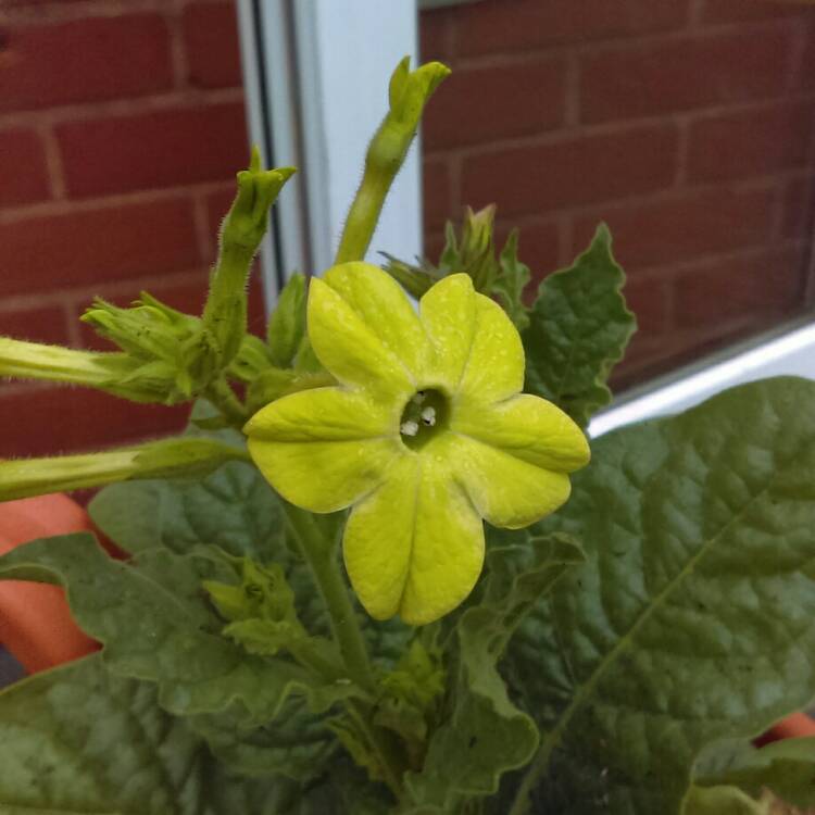 plant image 749630