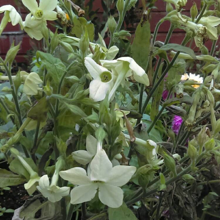 Plant image Nicotiana