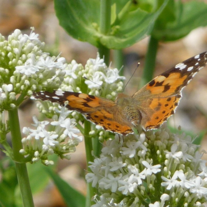 Plant image Valeriana officinalis