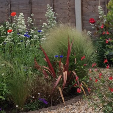 Hilary's garden