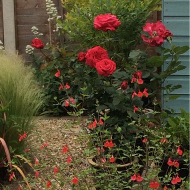 Hilary's garden