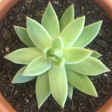 Echeveria Agavoides Lemaire