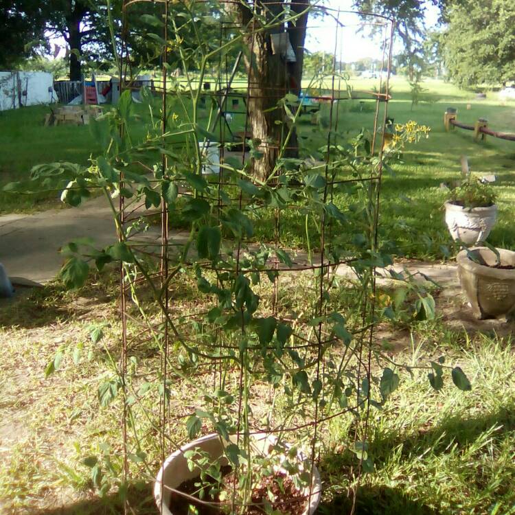 plant image 1105399