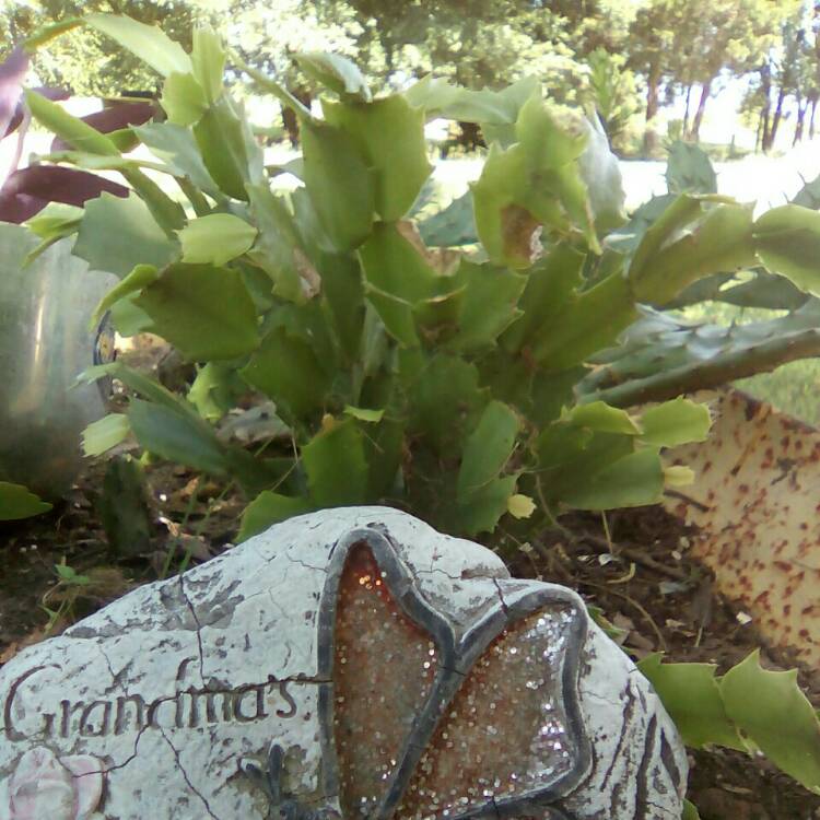 plant image 1106810