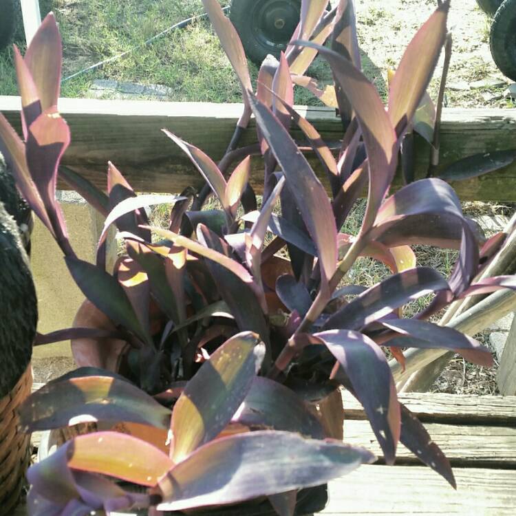 plant image 1152798 plant image 1152798