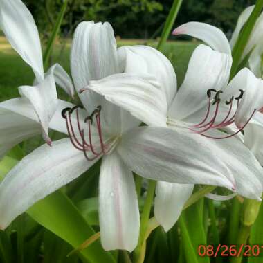 White Swamp Lily