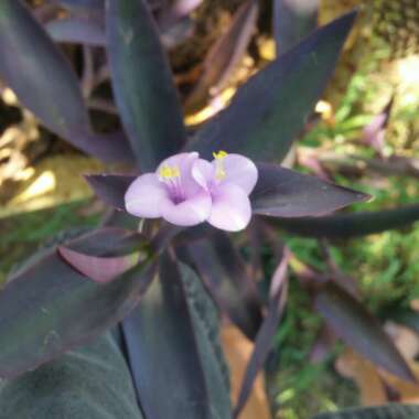 Purple-Heart Spiderwort 'Purpurea'