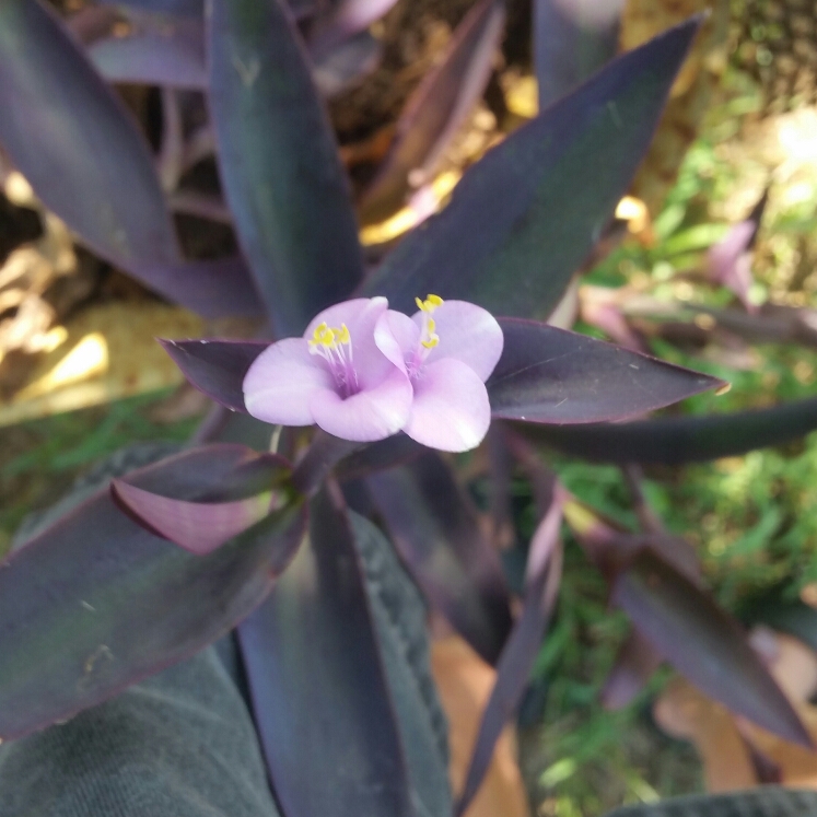 plant image 1155638 plant image 1155638