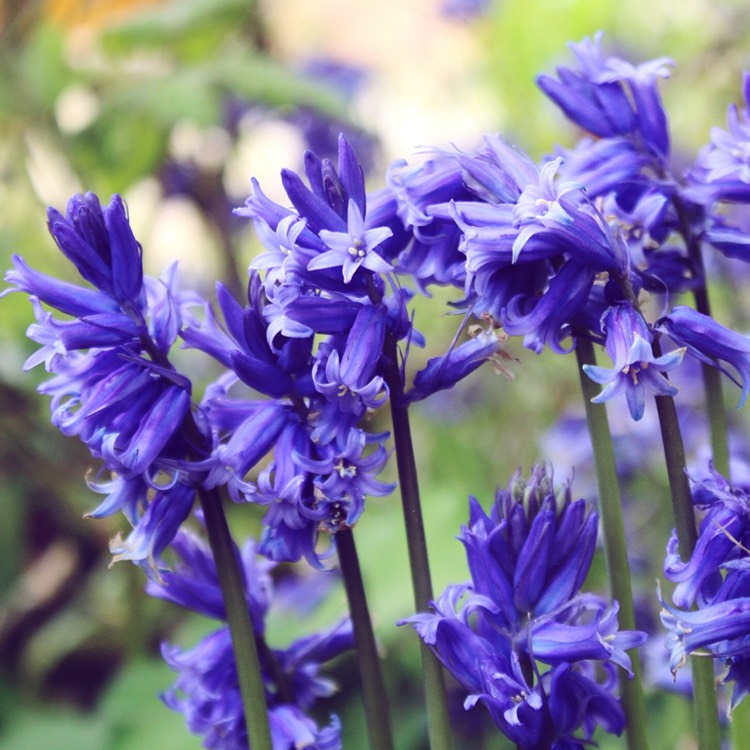 Plant image Hyacinthoides hispanica