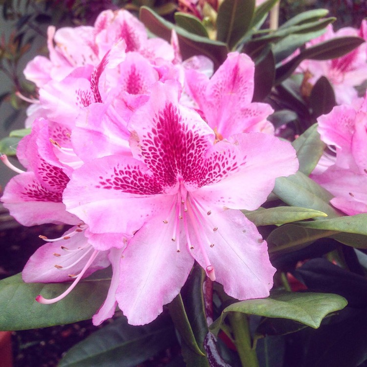 plant image 1029491