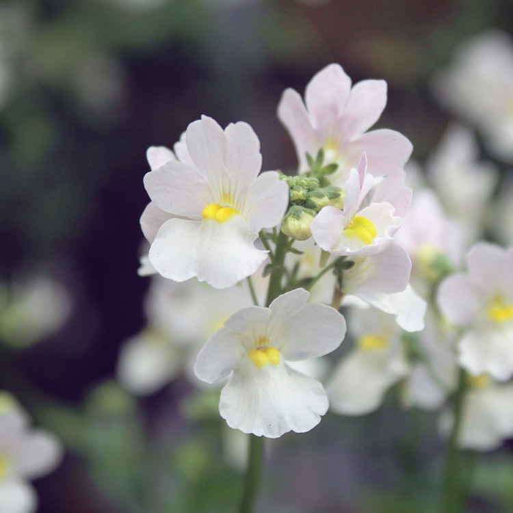 plant image 1068463