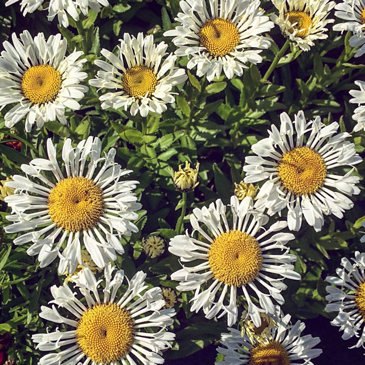 plant image 1093042