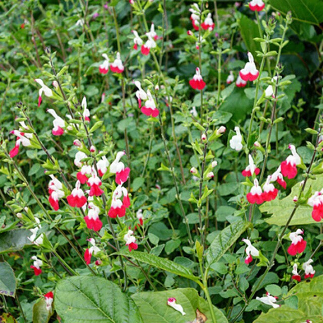 plant image 1115749 plant image 1115749