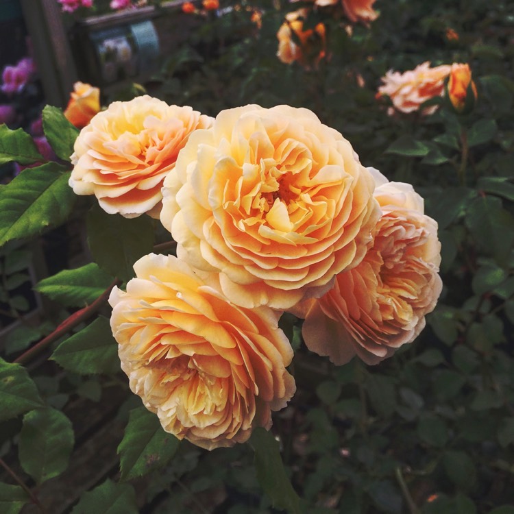 Plant image Rosa 'Auswinter' syn. Rosa 'Crown Princess Margareta'
