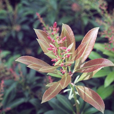 Pieris 'Passion'