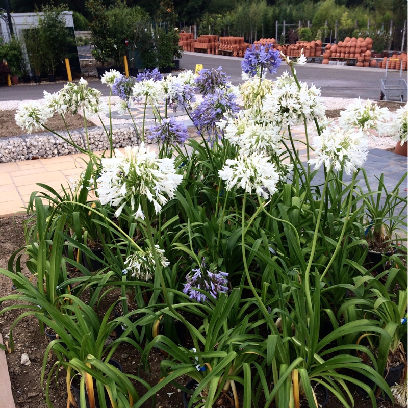 plant image 181656