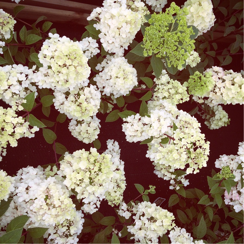 Hydrangea paniculata 'Sundae Fraise'