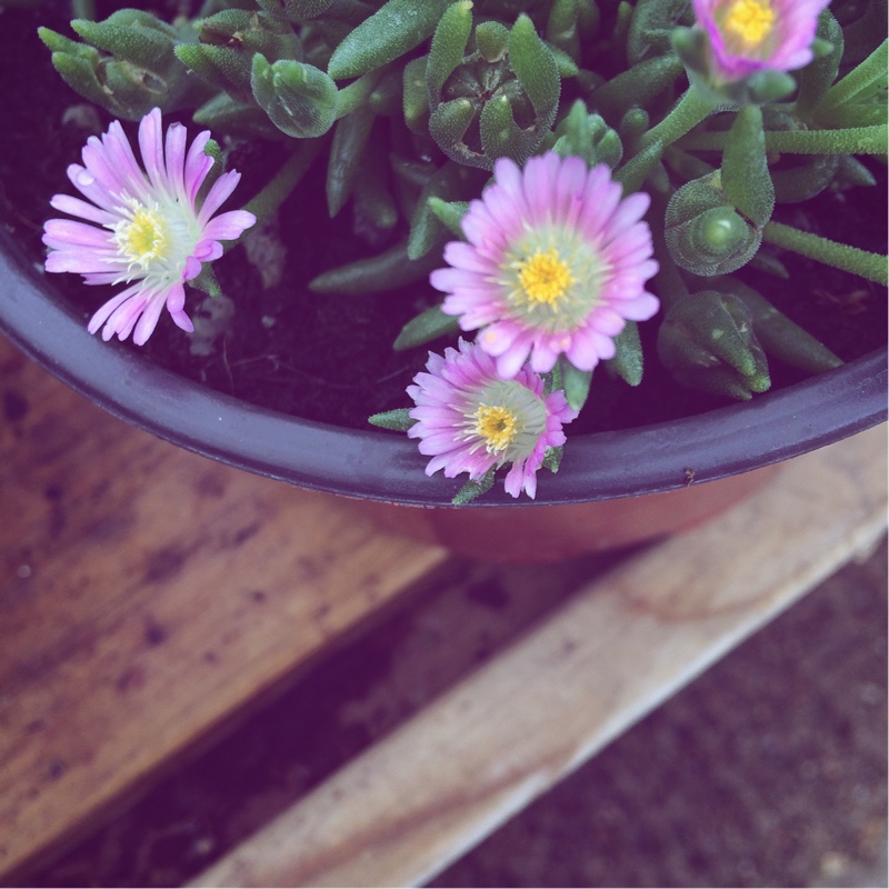 Plant image Delosperma Congestum