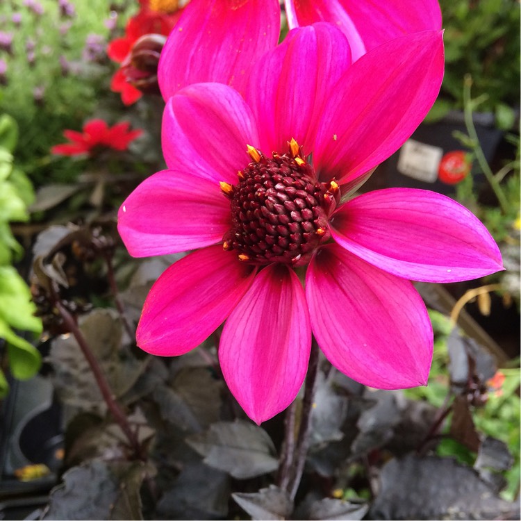 Plant image Dahlia 'Hdpu165' (Happy Days Series) syn. Dahlia 'Happy Days Purple'