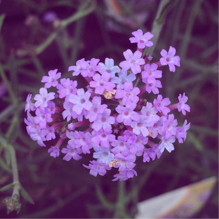 Plant image Verbena bonariensis 'Lollipop'