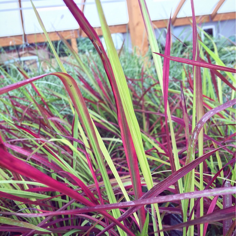 Plant image Imperata cylindrica 'Rubra'