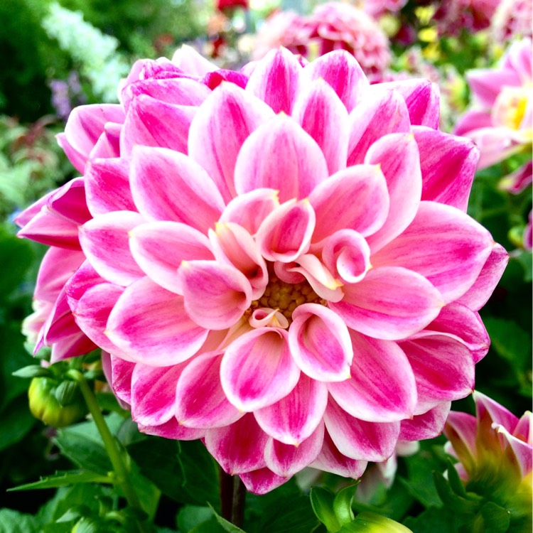 Plant image Dahlia 'Dahlietta Louise' (Dahlietta Series) syn. Dahlia 'Dahlietta Surprise Louise'