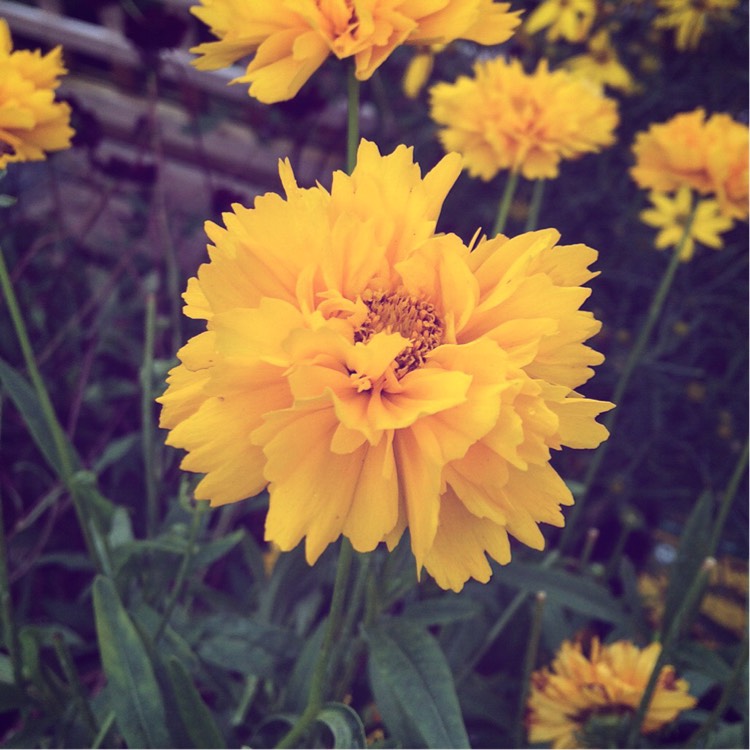 Plant image Coreopsis grandiflora 'Early Sunrise'