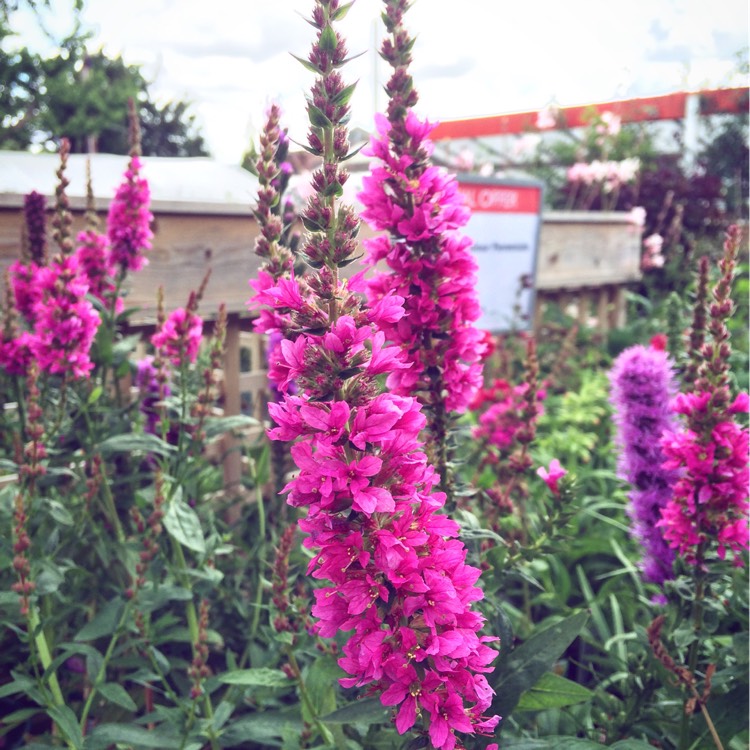 plant image 201588