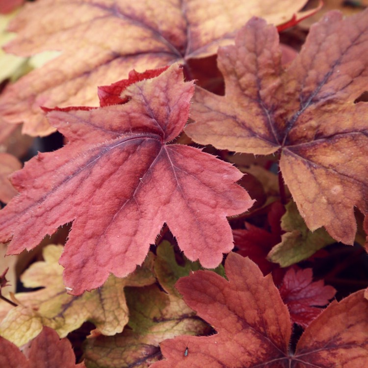 Plant image x Heucherella 'Sweet Tea'