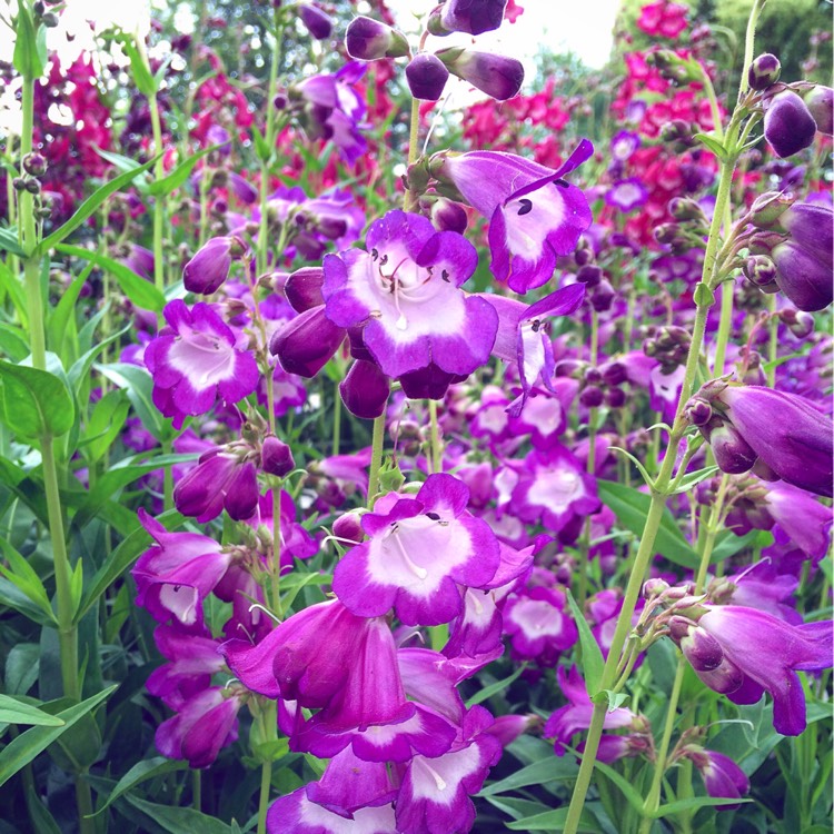 Plant image Penstemon 'Pensham Czar'