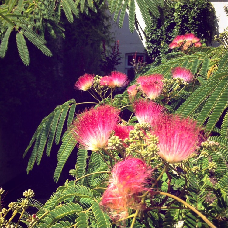 Plant image Albizia julibrissin 'Summer Chocolate'