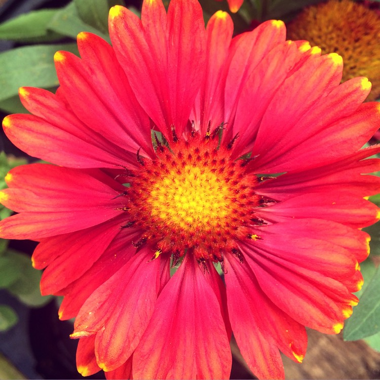 Plant image Gaillardia x grandiflora 'Arizona Red Shades' syn. Gaillardia 'Arizona Red Shades'