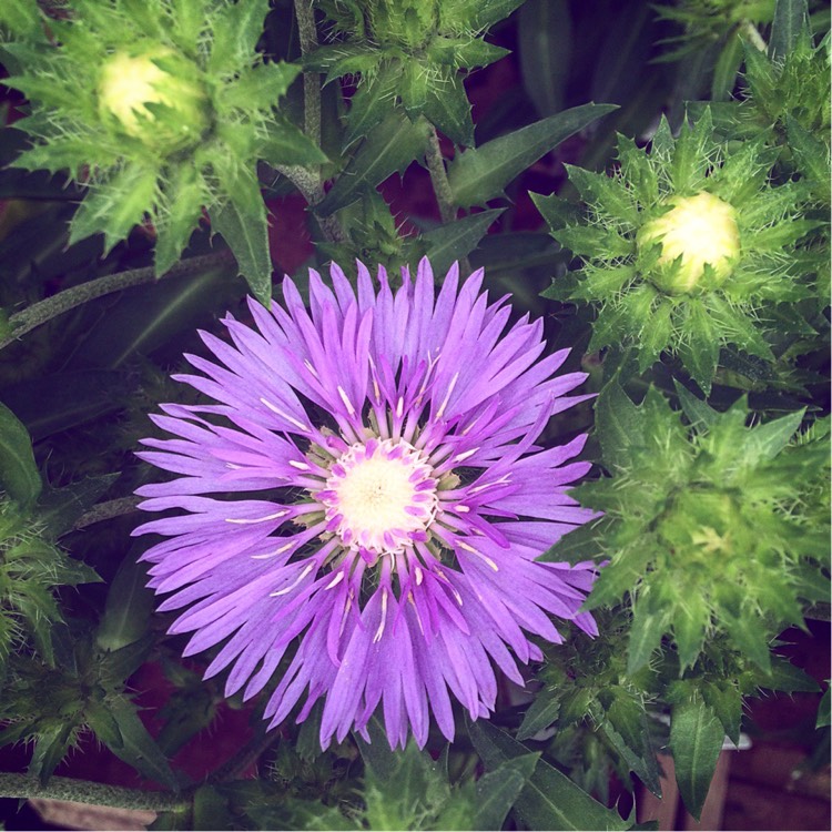 Plant image Stokesia laevis