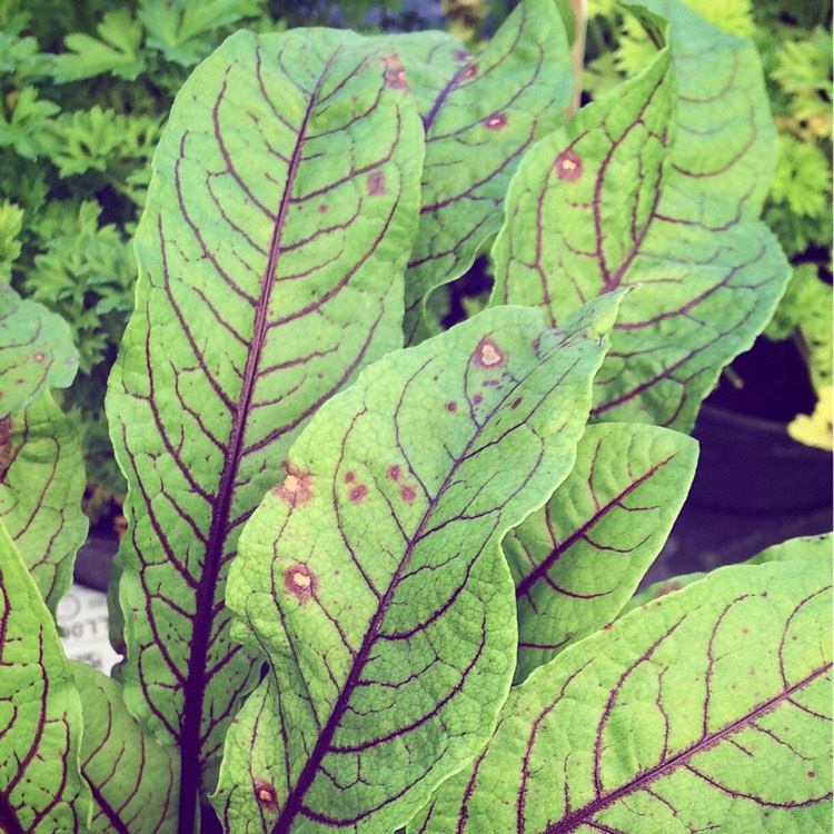 Plant image Rumex acetosa 'Red Veined'