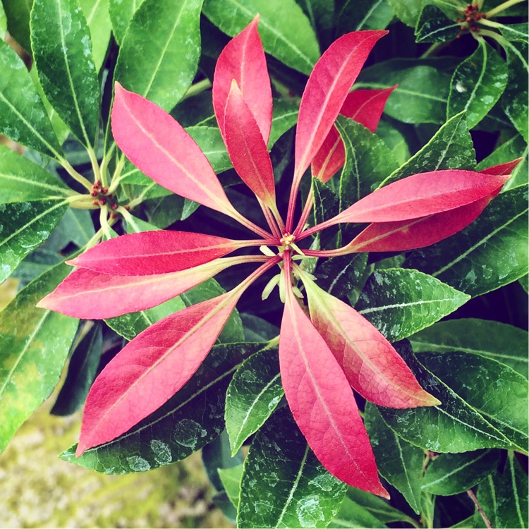 Plant image Pieris japonica 'Valley Valentine'