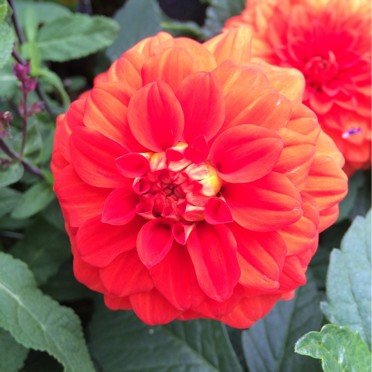 plant image 223311