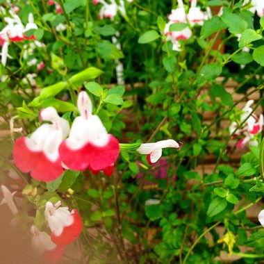 Salvia 'Hot Lips' syn. Salvia x jamensis 'Hot Lips', Salvia microphylla 'Hot Lips'