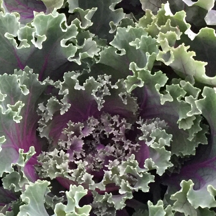 Plant image Brassica oleracea