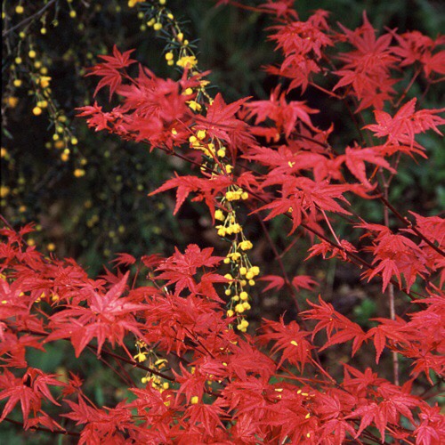 Plant image Acer Palmatum 'Beni-Maiko'