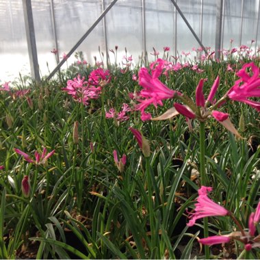 Nerine bowdenii