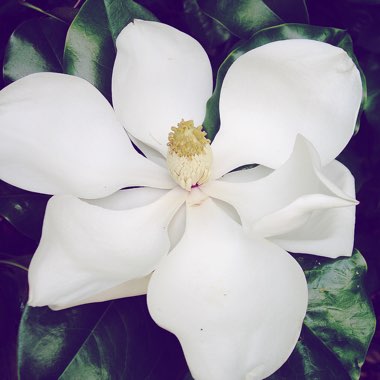 Magnolia grandiflora 'Exmouth'
