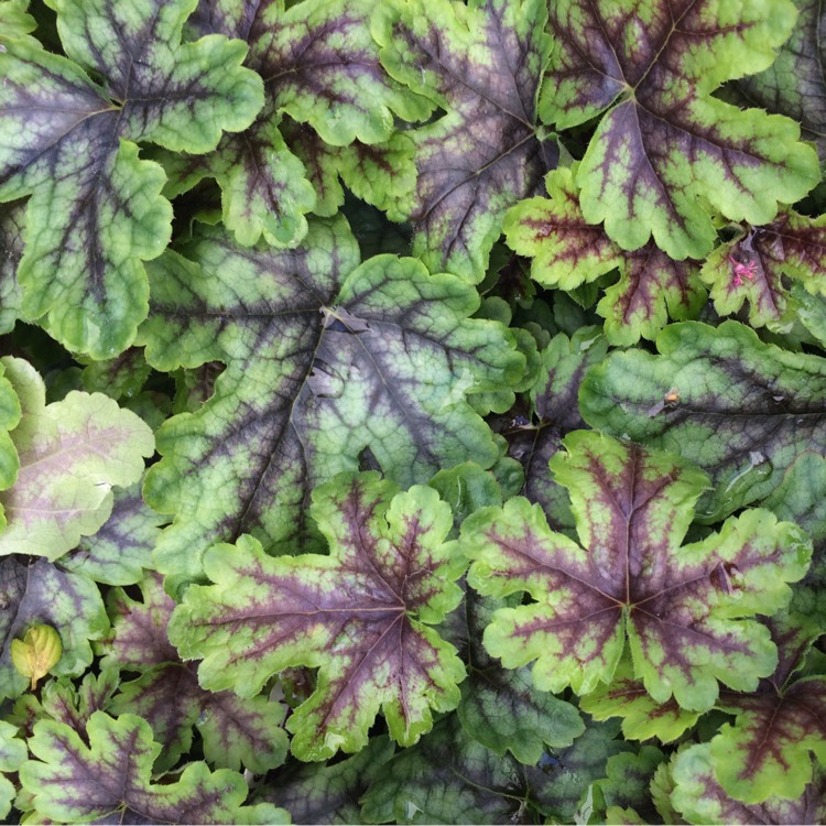 plant image 259090