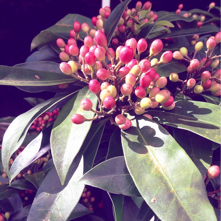 Plant image Skimmia japonica